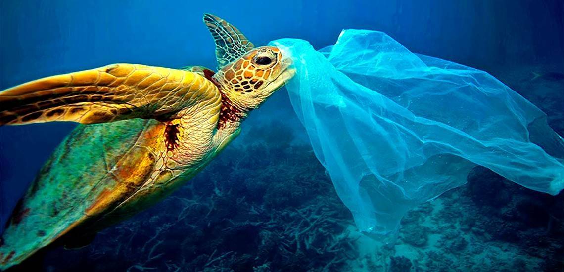 Aumentan los atascos de desagües por culpa de las toallitas - 03 tortuga plasticos mar menorca.slider Aumentan los atascos de desagües por culpa de las toallitas - 03 tortuga plasticos mar menorca.slider