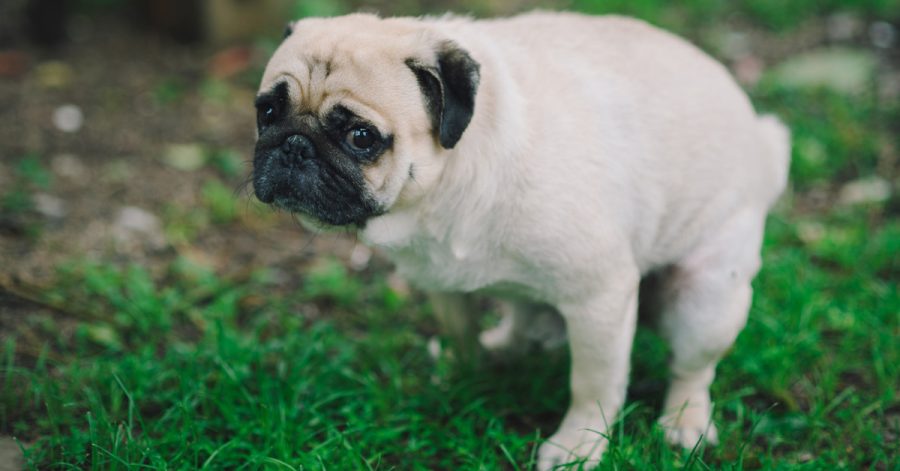 Casares lanza una campaña para erradicar las heces de mascotas en la calle - carlino haciendo caca jardi Casares lanza una campaña para erradicar las heces de mascotas en la calle - carlino haciendo caca jardi