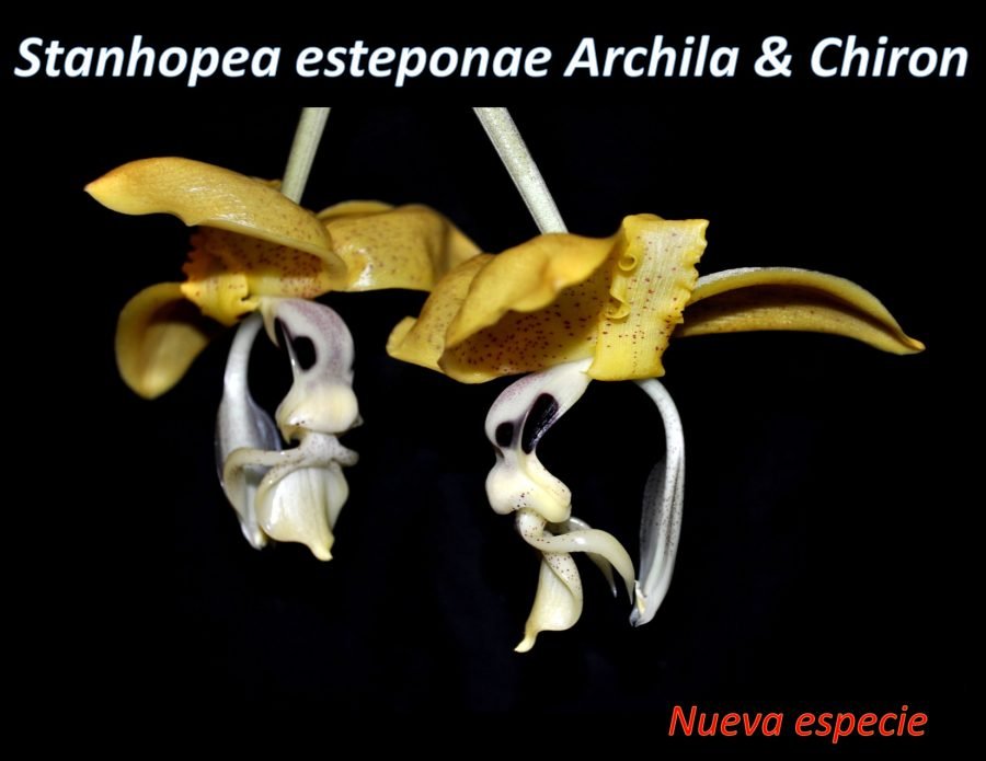 Dedican a Estepona una nueva especie de orquídea descubierta en Centroamérica - nueva orquidea Dedican a Estepona una nueva especie de orquídea descubierta en Centroamérica - nueva orquidea