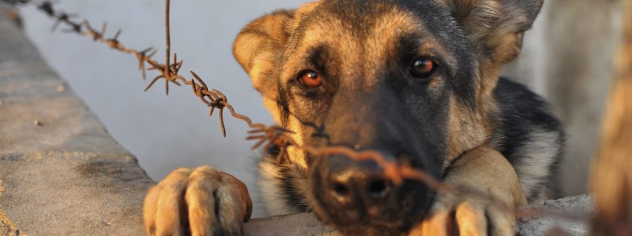 Sacrificio cero, lucha contra el abandono… algunas de las medidas de la primera Ley de Protección Animal