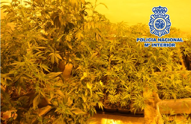 Desmantelada una plantación de marihuana en una vivienda con enganche ilegal en Estepona - 20201228 Foto 2 Op. Panda Desmantelada una plantación de marihuana en una vivienda con enganche ilegal en Estepona - 20201228 Foto 2 Op. Panda