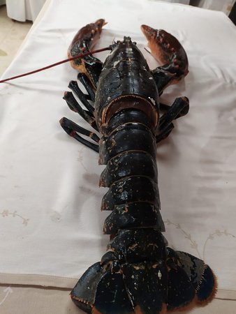 Detenido 'in fraganti' robando un bogavante vivo y 24 ostras en una marisquería de Marbella - bogavante del pais vivo Detenido 'in fraganti' robando un bogavante vivo y 24 ostras en una marisquería de Marbella - bogavante del pais vivo