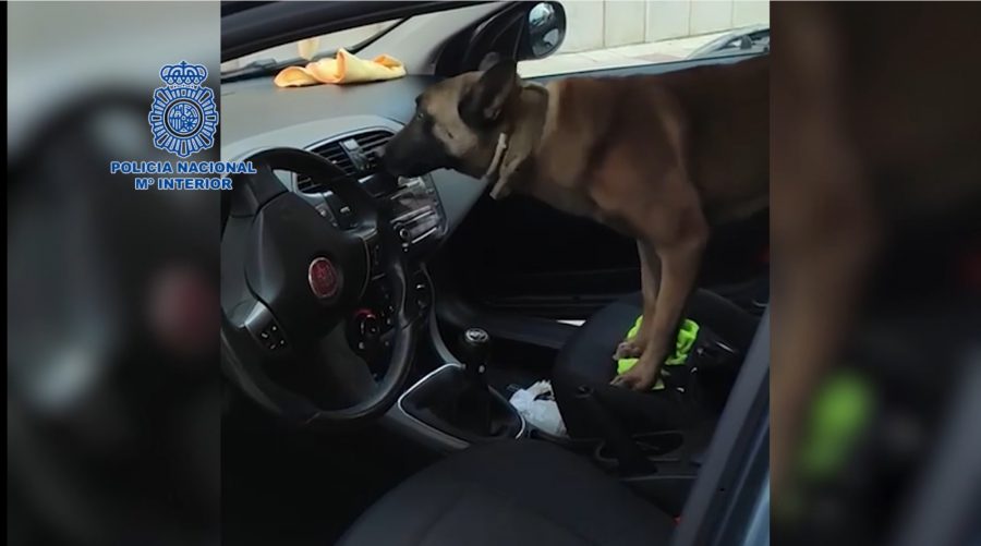 Desmantelada una red de traficantes que utilizaba una empresa de venta de coches como tapadera - operacion pirata Un perro detector de drogas inspecciona uno de los vehículos.