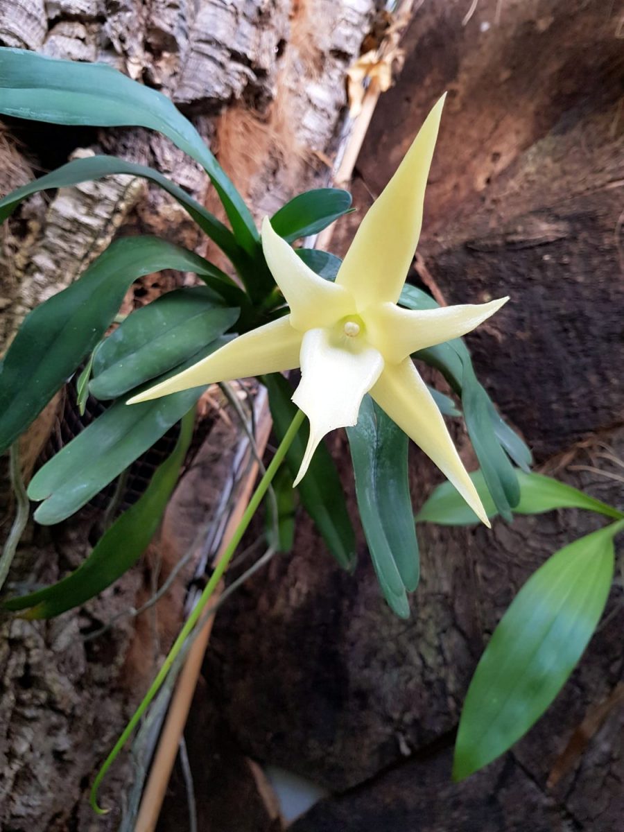El Orquidario de Estepona acoge una especie única al tener el nectario de mayor longitud - IMG 20210223 WA0002 El Orquidario de Estepona acoge una especie única al tener el nectario de mayor longitud - IMG 20210223 WA0002