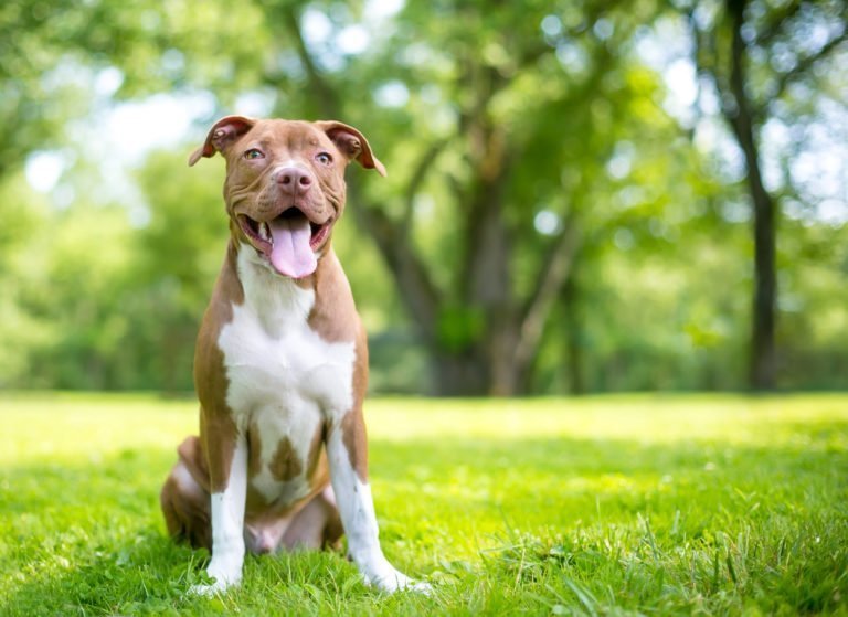 Manilva advierte de la obligatoriedad de obtener la licencia para animales peligrosos - pitbull im grass 768x559 1 Manilva advierte de la obligatoriedad de obtener la licencia para animales peligrosos - pitbull im grass 768x559 1