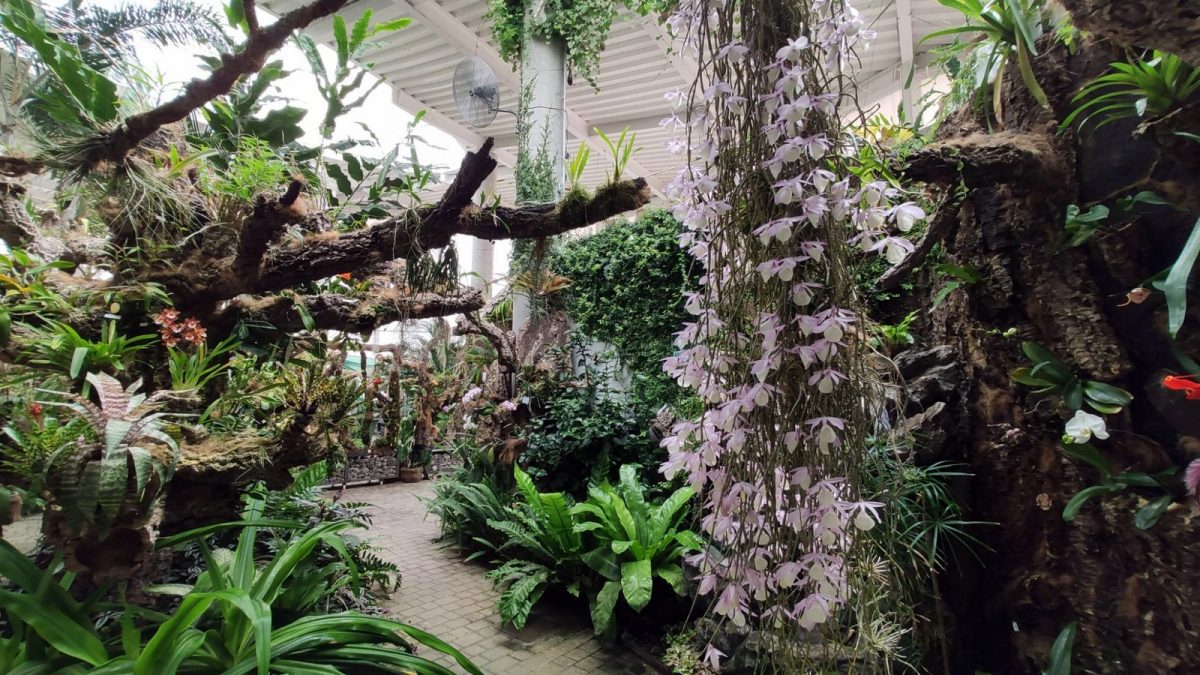 Más de 20.000 personas han pasado por el Orquidario de Estepona desde 2015 - IMG 20210416 WA0018 Orquidario de Estepona.
