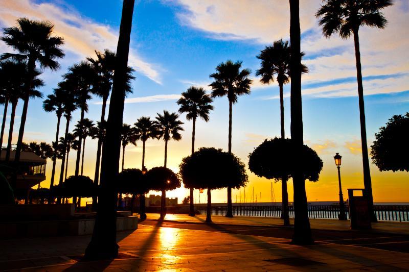 El Ayuntamiento de Marbella podará este año 4.000 palmeras - Palmeras El Ayuntamiento de Marbella podará este año 4.000 palmeras - Palmeras