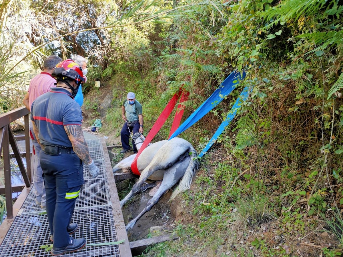 Bomberos rescatan a una yegua atrapada en una acequia en Marbella - rescate2 Bomberos rescatan a una yegua atrapada en una acequia en Marbella - rescate2