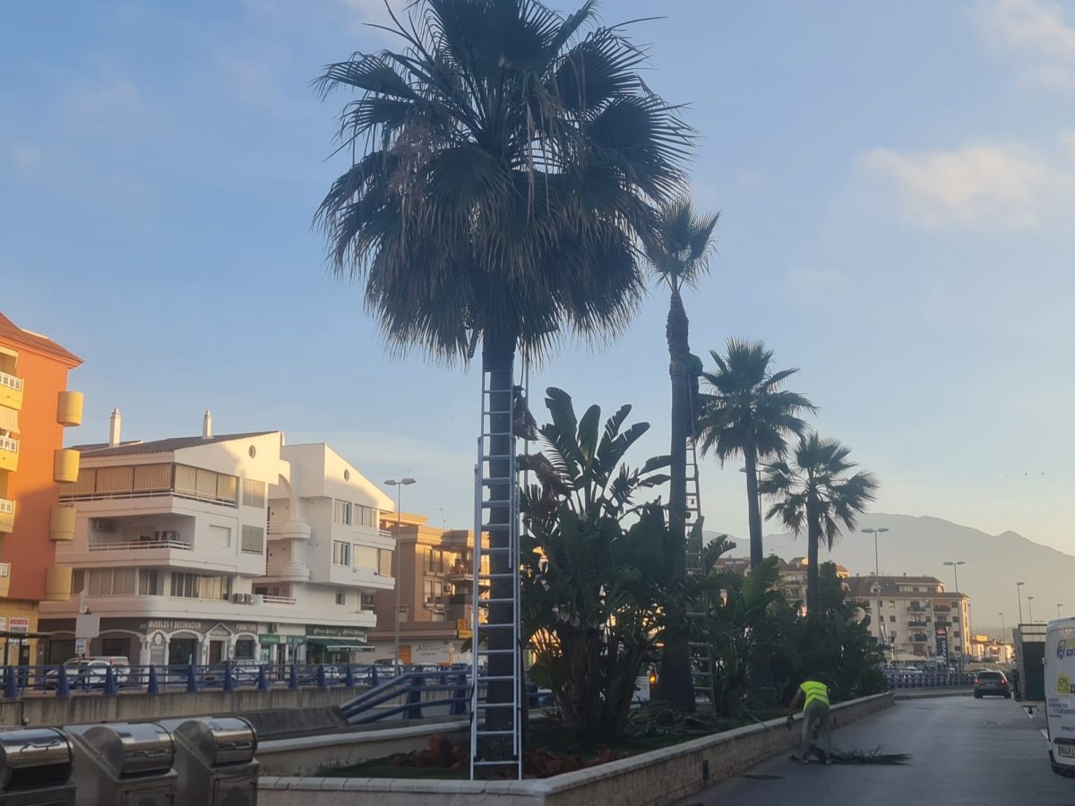 349 palmeras de Manilva reciben tratamiento fitosanitario - 188509317 2796237254023082 4225132662134446991 n 349 palmeras de Manilva reciben tratamiento fitosanitario - 188509317 2796237254023082 4225132662134446991 n