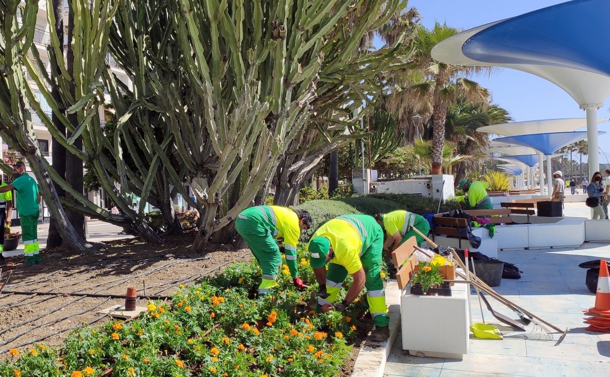 El nuevo paseo marítimo de Estepona renueva su jardinería con 20.000 plantas - IMG 20210505 113220 Los jardineros renuevan las plantas del entorno del paseo marítimo de Estepona.