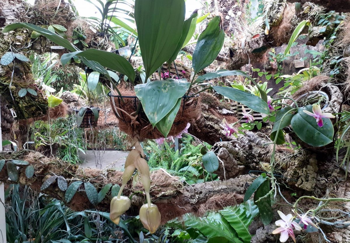 El Orquidario de Estepona acoge una especie mexicana con un olor perceptible a metros de distancia - 4DFA9B80 AF2E 4B5D AD66 90053FB66203 El Orquidario de Estepona acoge una especie mexicana con un olor perceptible a metros de distancia - 4DFA9B80 AF2E 4B5D AD66 90053FB66203