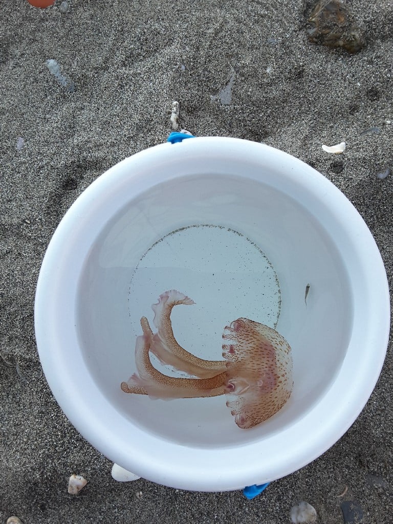 Infomedusa prevé para esta tarde incidencia media de medusas en Manilva y Casares, y baja presencia en el resto - medusas Infomedusa prevé para esta tarde incidencia media de medusas en Manilva y Casares, y baja presencia en el resto - medusas