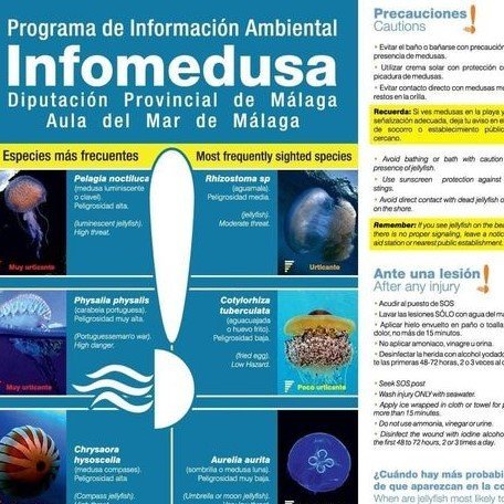 'Infomedusa', una aplicación para la alerta de medusas en las playas - Infomedusa aplicacion 'Infomedusa', una aplicación para la alerta de medusas en las playas - Infomedusa aplicacion