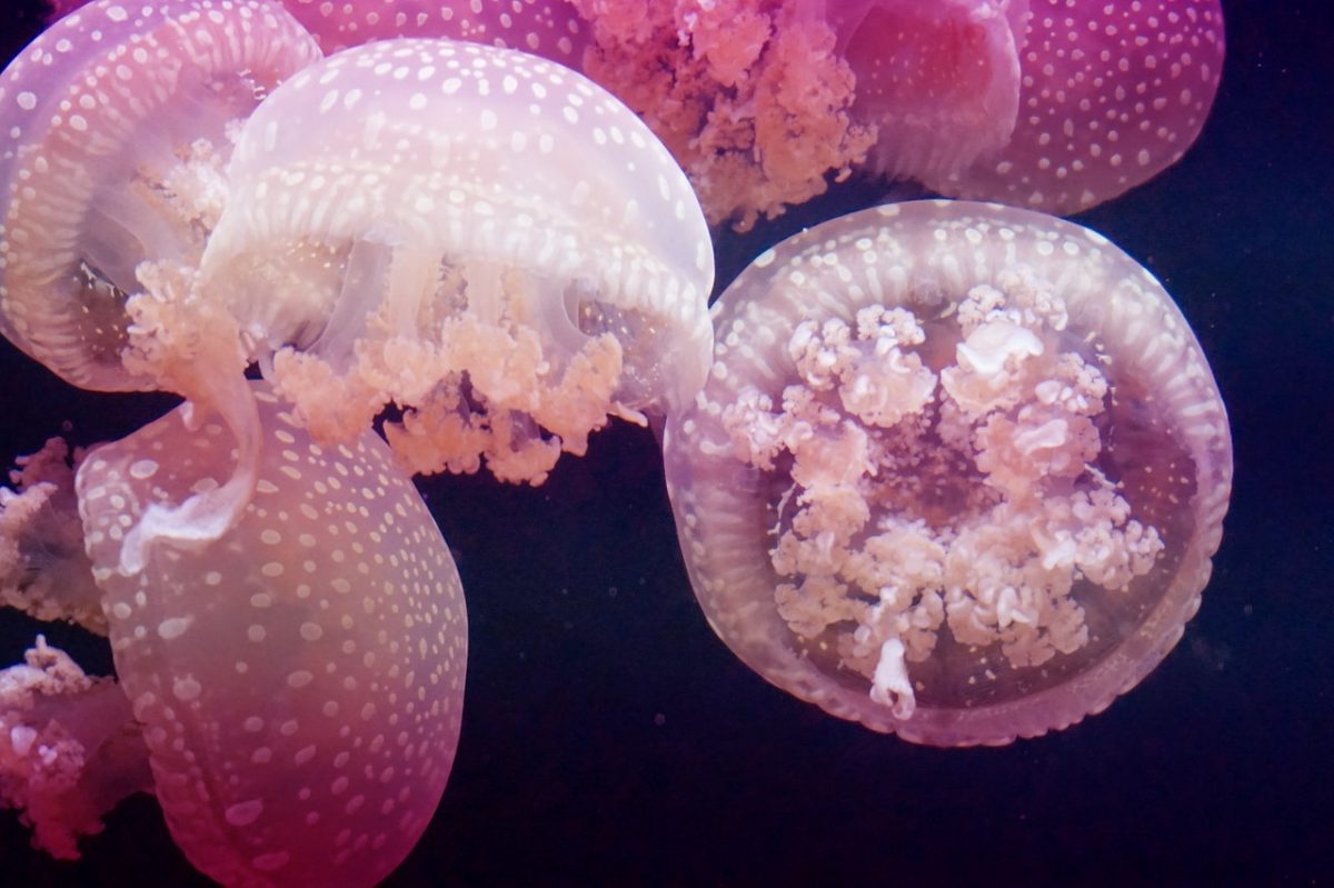 Se ha eliminado las plagas de medusas en las playas de Manilva - jellyfish 1450470 1280 Se ha eliminado las plagas de medusas en las playas de Manilva - jellyfish 1450470 1280