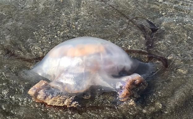 Las medusas activan la alerta amarilla en las playas de la Costa del Sol - medusa trini kIcD U150223366503ef 624x385@Diario Sur Las medusas activan la alerta amarilla en las playas de la Costa del Sol - medusa trini kIcD U150223366503ef 624x385@Diario Sur