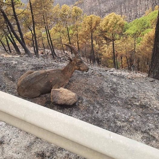 Ecologistas en Acción piden que se controle la prohibición de caza en Sierra Bermeja - 241677639 4491361287574078 3910254424096618846 n animales incendio