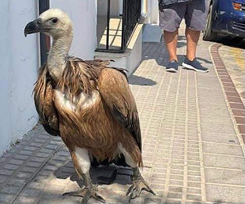 Animales desorientados tras el fuego llegan a los pueblos - 61d27ea8 e836 44da bb5f c300d063fd14 Animales desorientados tras el fuego llegan a los pueblos - 61d27ea8 e836 44da bb5f c300d063fd14