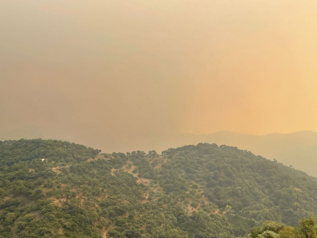 El pueblo de Jubrique, desalojado por el incendio: "Nos estamos quemando" - 928cb034 5a2b 47a0 906e 0c489d6eb0af Fuego visto desde Genalguacil.