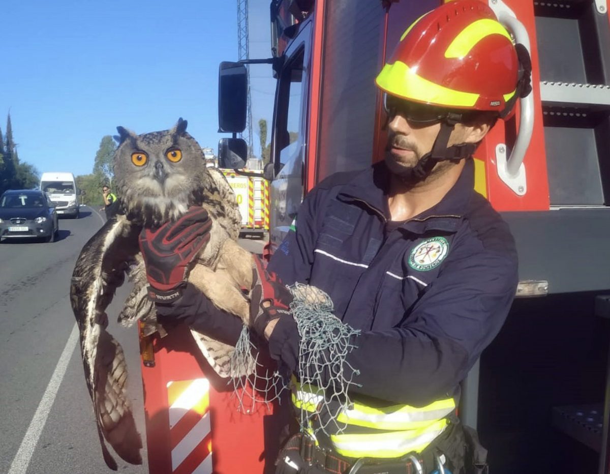 Bomberos rescatan a un búho real atrapado a más de diez metros de altura en una red de protección - Buho