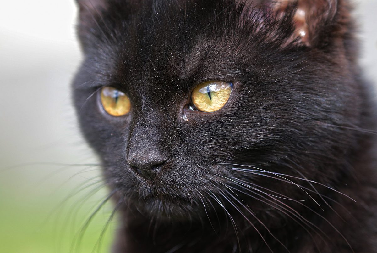 Los felinos callejeros de Casares necesitan voluntarios - animal 6600339 1920 Los felinos callejeros de Casares necesitan voluntarios - animal 6600339 1920