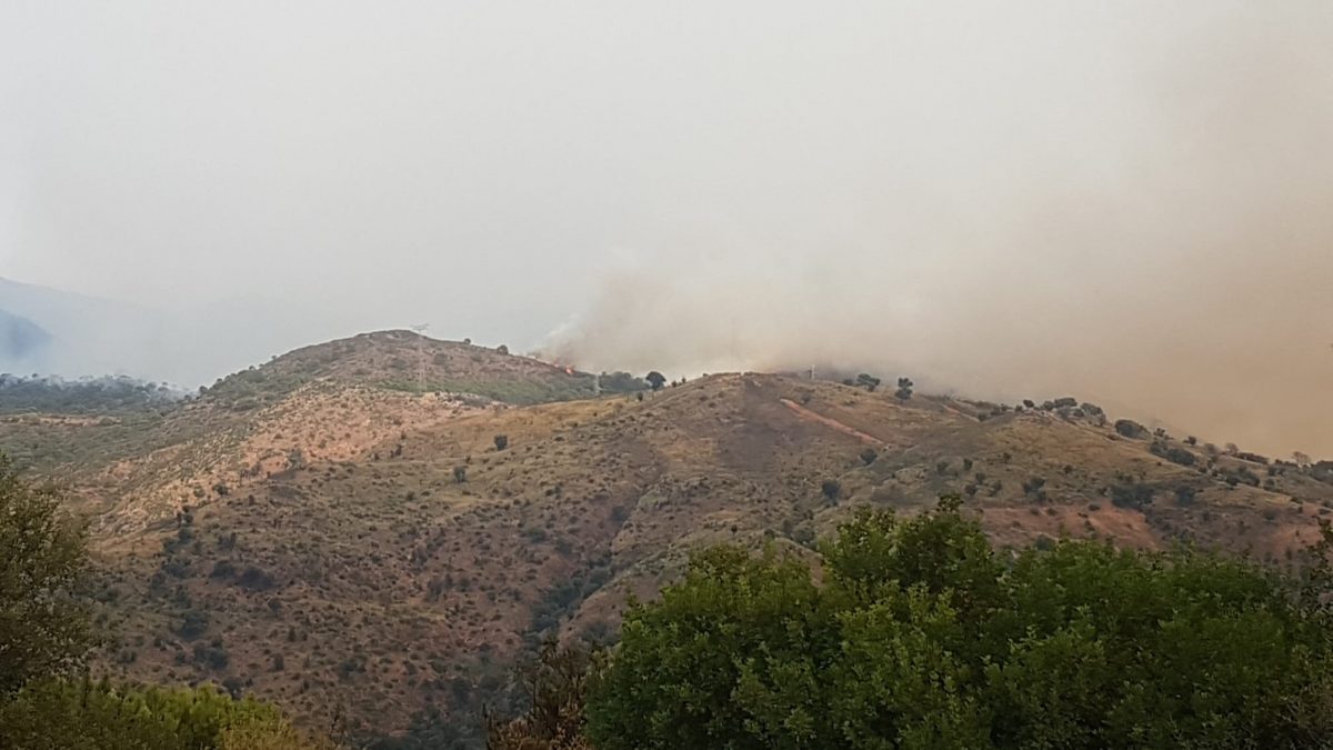 Las redes se movilizan para repoblar la zona quemada cuando todo acabe - incendio Las redes se movilizan para repoblar la zona quemada cuando todo acabe - incendio