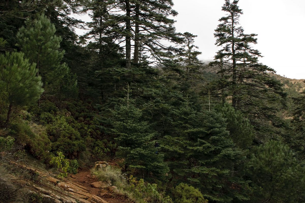El pinsapar, la joya botánica de Sierra Bermeja, se ha salvado en un más de un 90 por ciento - pinsapos El pinsapar, la joya botánica de Sierra Bermeja, se ha salvado en un más de un 90 por ciento - pinsapos