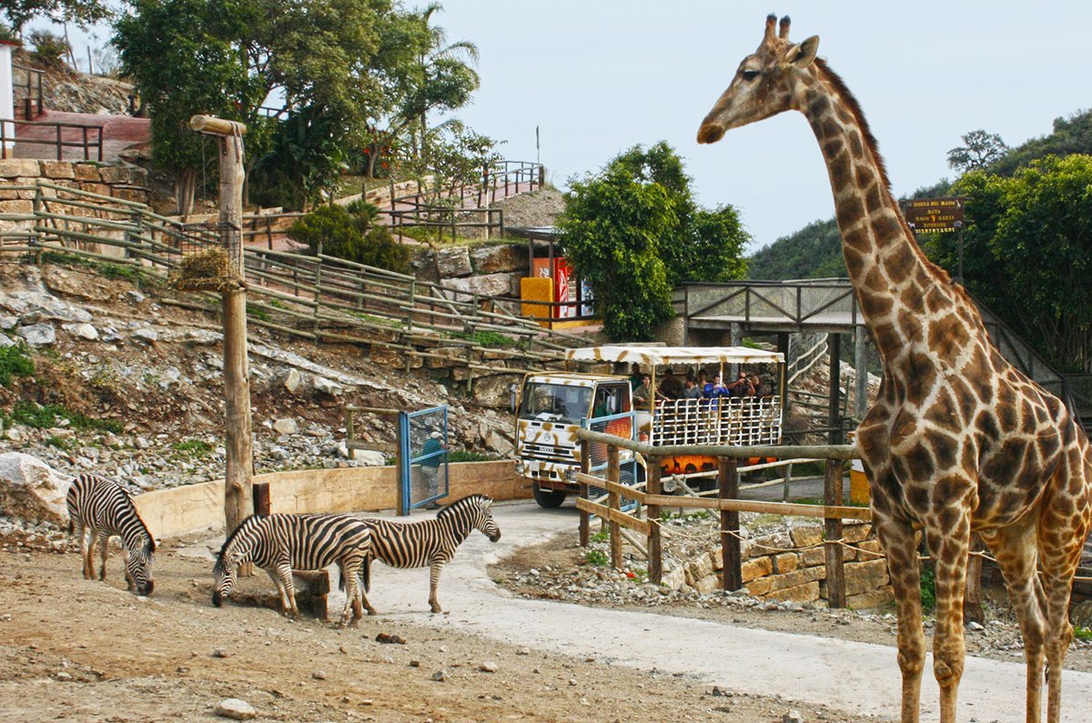 Los animales del 'Selwo Aventura', a salvo del gran incendio de Sierra Bermeja - swa safari serengueti 20 Los animales del 'Selwo Aventura', a salvo del gran incendio de Sierra Bermeja - swa safari serengueti 20