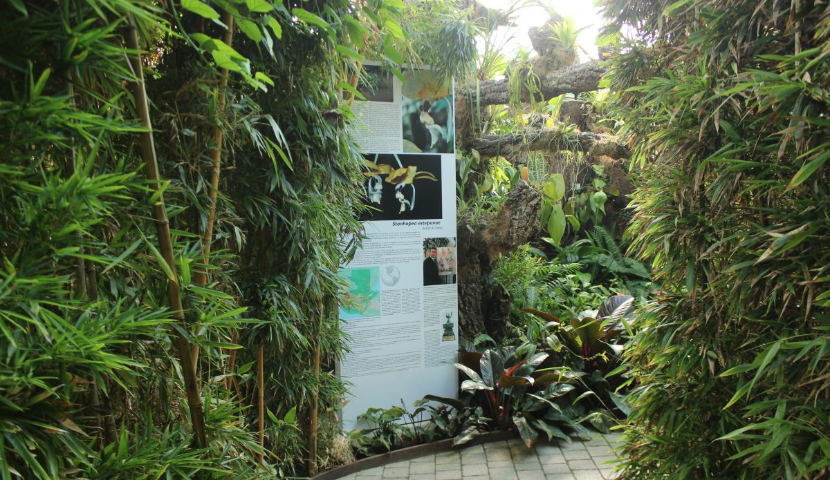 El Orquidario le dedica un espacio a ‘Estepona’, una nueva especie descubierta en Guatemala - 140BBE71 A2CC 49FB B8EF 9F46805490A5 El Orquidario le dedica un espacio a ‘Estepona’, una nueva especie descubierta en Guatemala - 140BBE71 A2CC 49FB B8EF 9F46805490A5