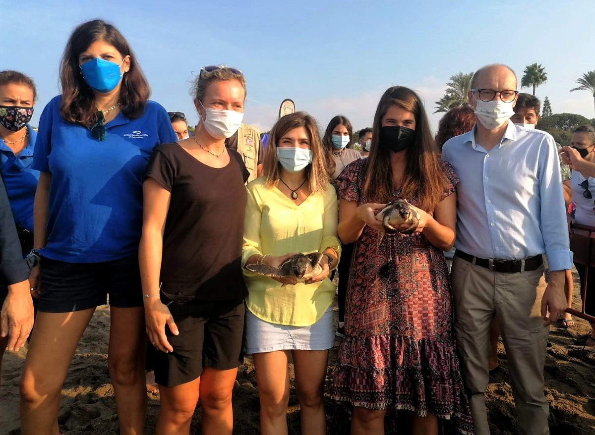 Liberan hasta 39 ejemplares de tortugas bobas con marcadores satelitales para estudiar su comportamiento - 211001 Suelta tortugas Marbella Liberan hasta 39 ejemplares de tortugas bobas con marcadores satelitales para estudiar su comportamiento - 211001 Suelta tortugas Marbella