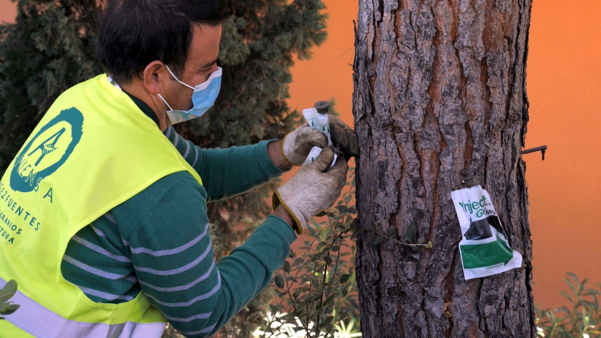 Estepona inicia un tratamiento contra la oruga procesionaria para evitar problemas de salud en personas y mascotas - 3DF498D3 7341 4712 B06B 377FD9768B8D Estepona inicia un tratamiento contra la oruga procesionaria para evitar problemas de salud en personas y mascotas - 3DF498D3 7341 4712 B06B 377FD9768B8D