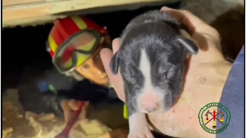 Bomberos evitan la muerte de dos cachorros atrapados en los bajos de una vivienda - 4 Bomberos evitan la muerte de dos cachorros atrapados en los bajos de una vivienda - 4
