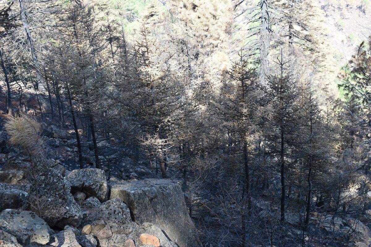 'Juntos por Estepona': artistas por la regeneración de Sierra Bermeja - WnCZ3ofA Zona de los pinsapos afectada por el incendio en Sierra Bermeja.