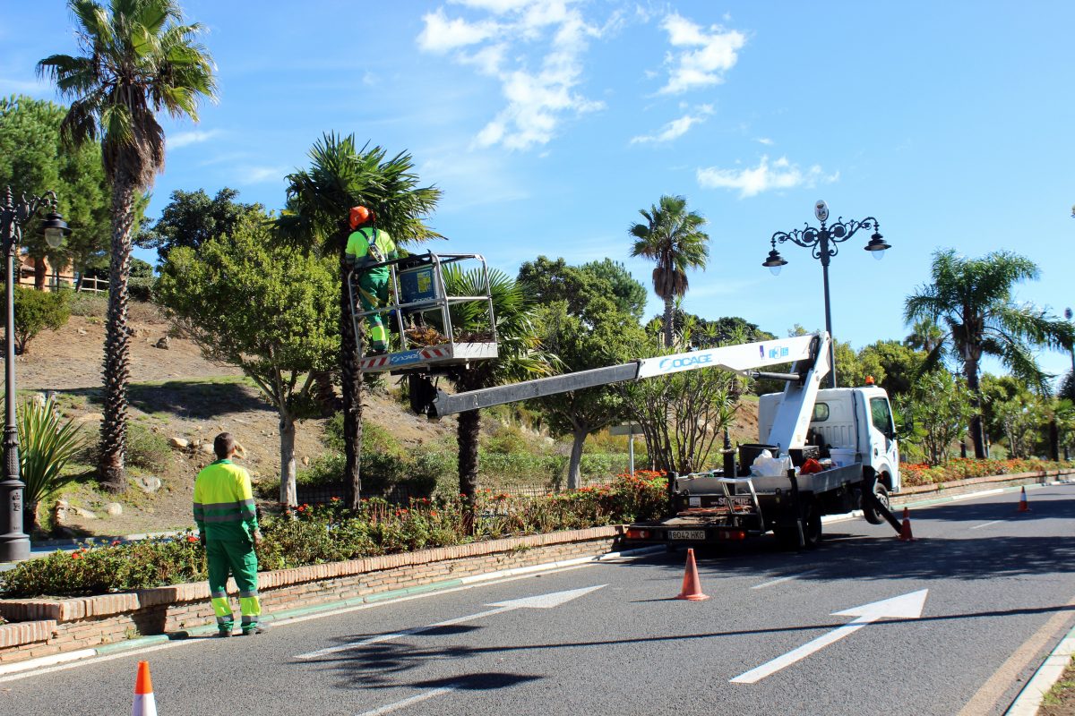 Estepona podará más de 2.000 árboles tras intensificar la campaña anual - 09465FDB 36AD 46ED 8C24 7052F3740399