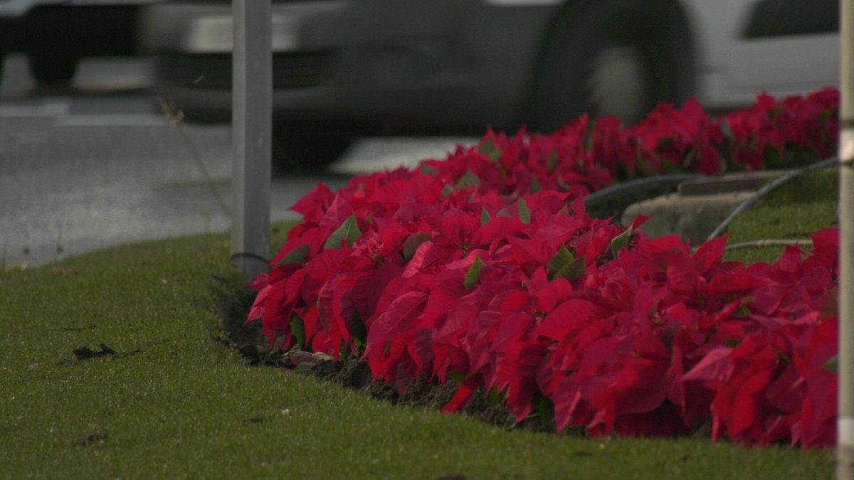 Unos 3.000 pascueros completarán el ambiente navideño en Manilva - 261117938 2937009319945874 1123494406894658818 n Pascueros en la rotonda de Sabinillas.