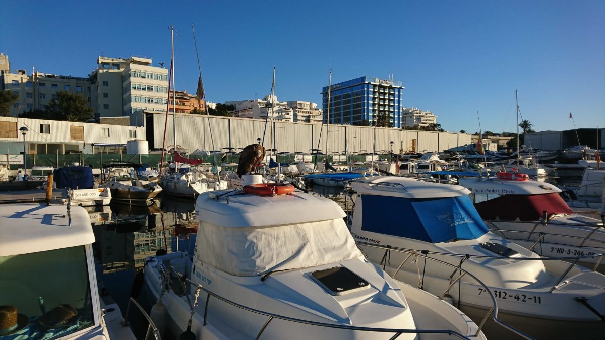 Un buitre leonado es rescatado en el Puerto de La Bajadilla, en Marbella - 6AA01312 867A 48CA 88FD 8951EC5CB075 Un buitre leonado es rescatado en el Puerto de La Bajadilla, en Marbella - 6AA01312 867A 48CA 88FD 8951EC5CB075