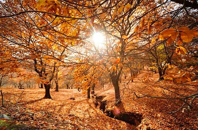 Casares se va de ruta el próximo sábado 'El Bosque de Cobre: Circular Parauta-Igualeja' - bosque de cobre malaga Bosque de Cobre.