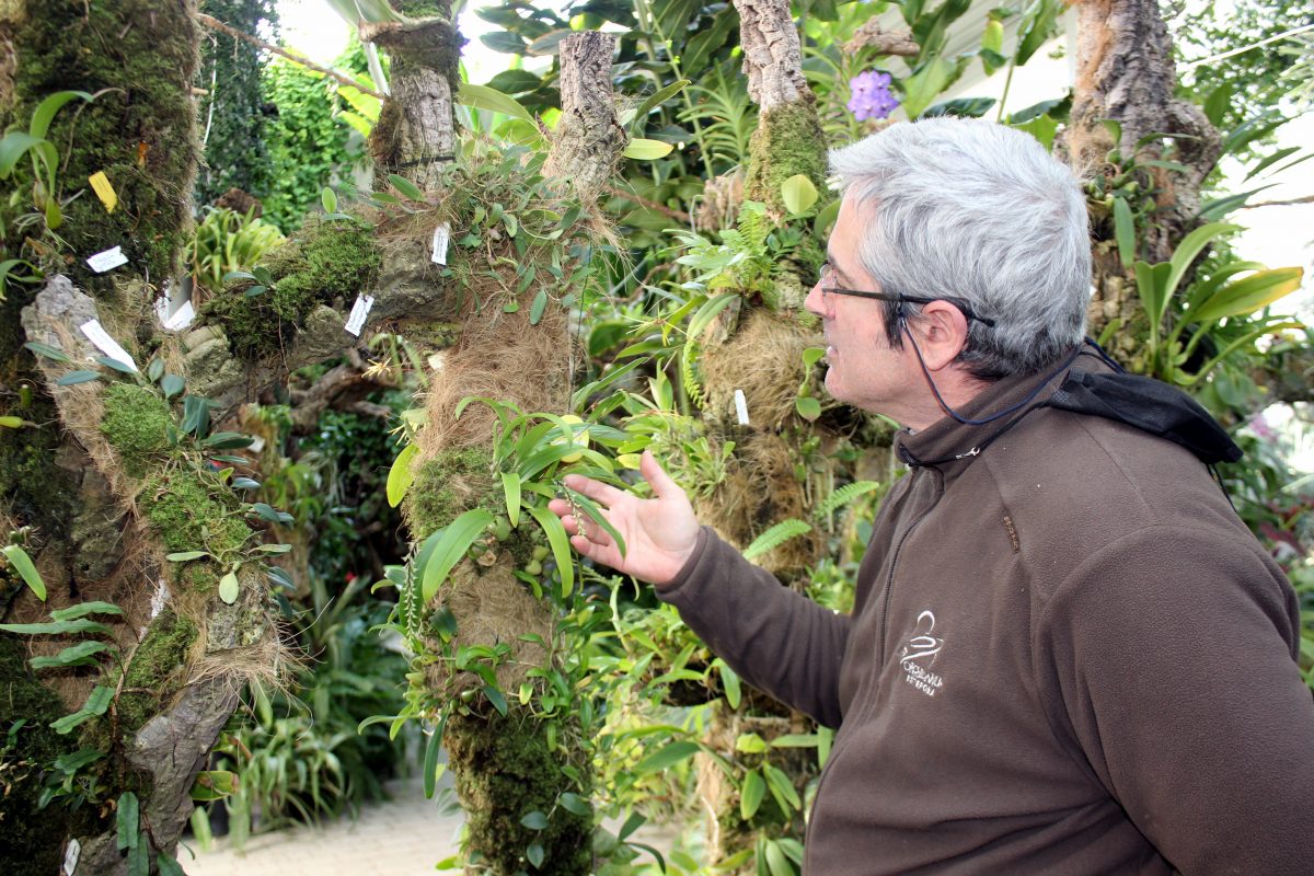 Más de una treintena de especies de flores llegan al Orquidario de Estepona - Foto nueva floración 2