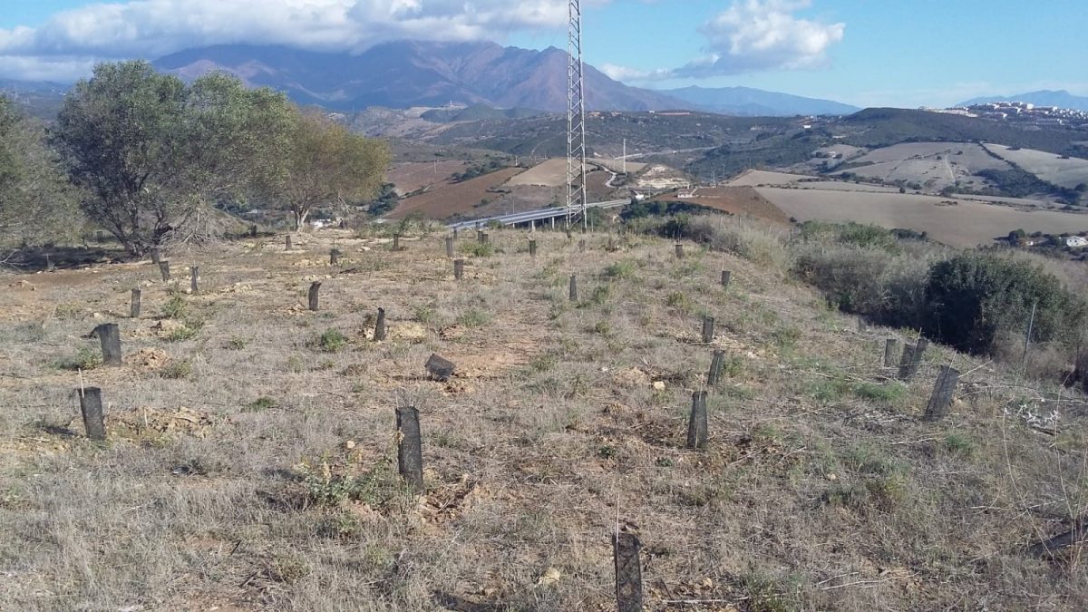 El pulmón de Manilva con más de 800 árboles sembrados cumple un año - foto9 El pulmón de Manilva con más de 800 árboles sembrados cumple un año - foto9