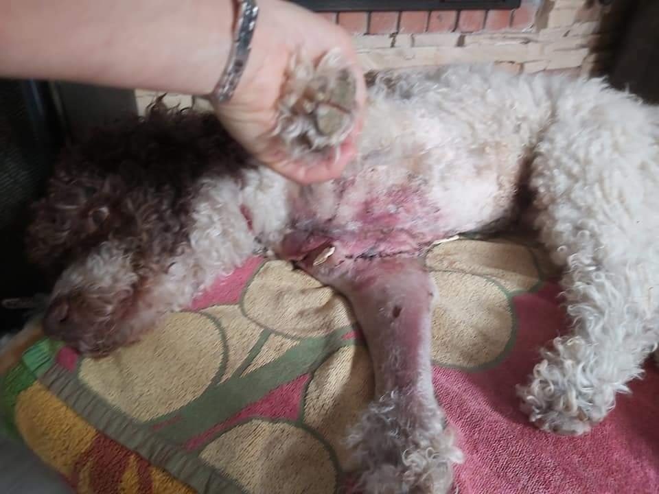 Ataque brutal de cerdos salvajes a un perro en Marbella: "La próxima vez le podría tocar a un niño" - 271617305 1633484020365331 8076254369402028822 n