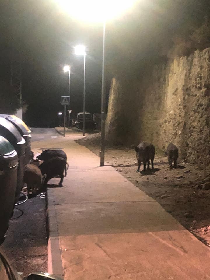 Ataque brutal de cerdos salvajes a un perro en Marbella: "La próxima vez le podría tocar a un niño" - 271629274 7491743207517988 3055336014821715065 n