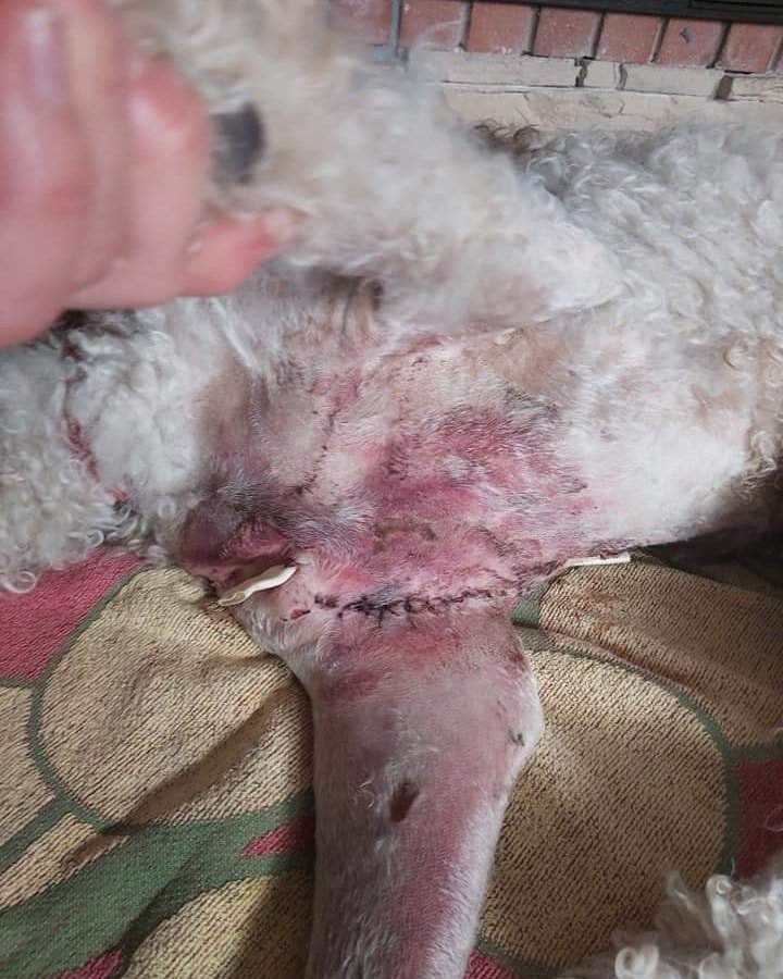 Ataque brutal de cerdos salvajes a un perro en Marbella: "La próxima vez le podría tocar a un niño" - 271647548 1633484050365328 4127767352919473466 n