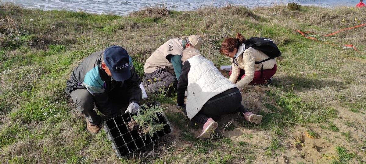 Una treintena de voluntarios contribuyen a preservar la duna de Torre Real - 272870744 4918025228263466 4584037565858331130 n Una treintena de voluntarios contribuyen a preservar la duna de Torre Real - 272870744 4918025228263466 4584037565858331130 n