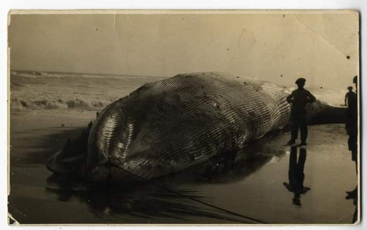 Se repite la historia: ya en 1921 apareció una ballena en nuestras orillas - 527DA26C E00B 4CAD 894C D42C11FC634A Se repite la historia: ya en 1921 apareció una ballena en nuestras orillas - 527DA26C E00B 4CAD 894C D42C11FC634A