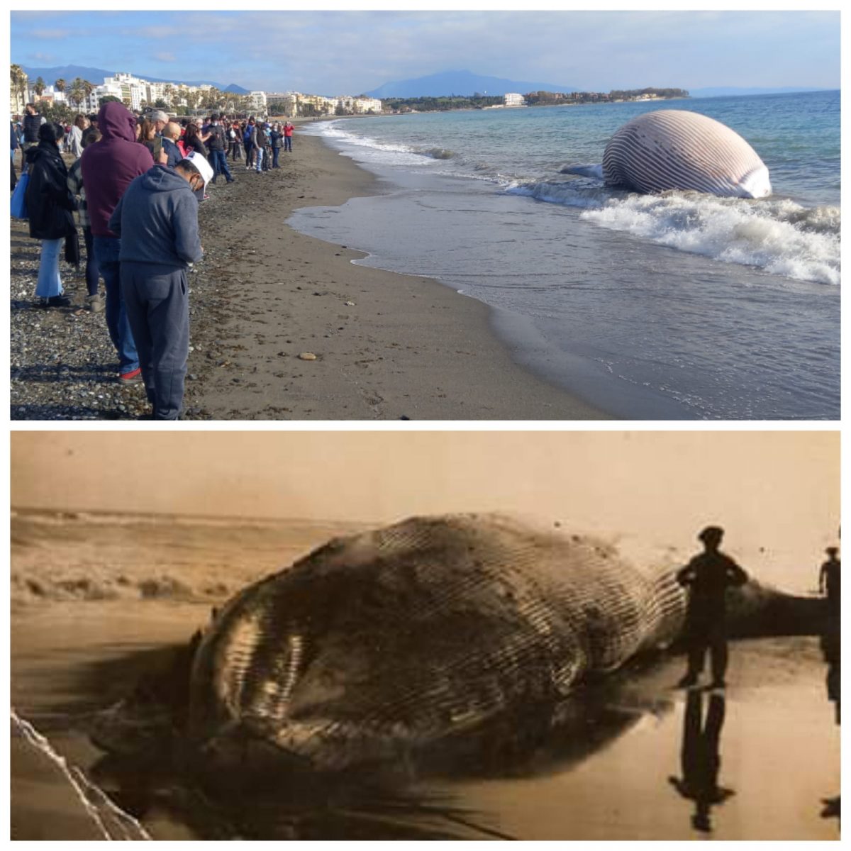 Se repite la historia: ya en 1921 apareció una ballena en nuestras orillas - 8E4A40B6 BB6C 4978 BD6E A7D1A7B2915D Se repite la historia: ya en 1921 apareció una ballena en nuestras orillas - 8E4A40B6 BB6C 4978 BD6E A7D1A7B2915D