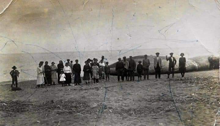 Se repite la historia: ya en 1921 apareció una ballena en nuestras orillas - FE025419 300C 467C 8796 CD71BED18E78 Se repite la historia: ya en 1921 apareció una ballena en nuestras orillas - FE025419 300C 467C 8796 CD71BED18E78
