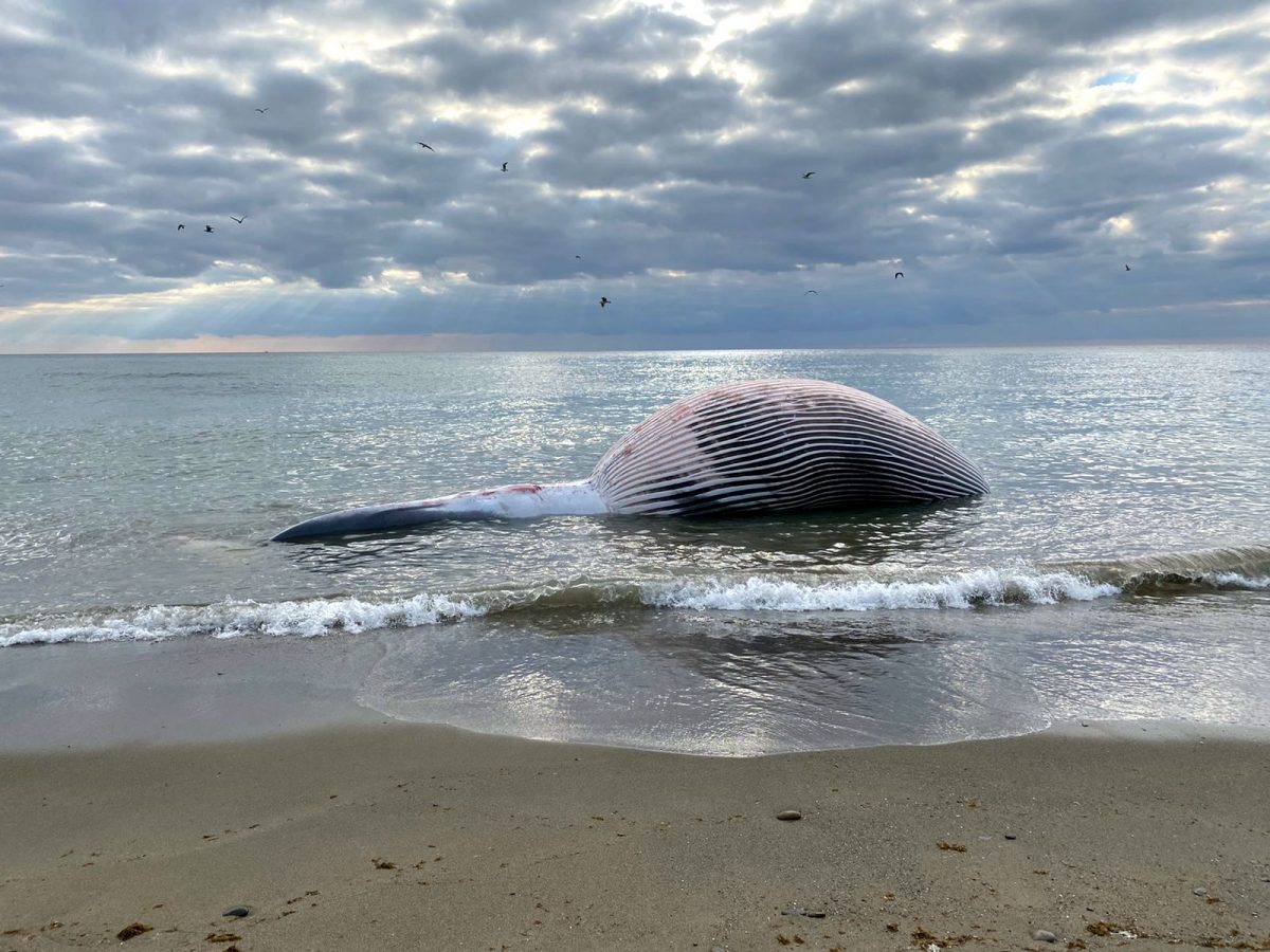 La ingesta de plásticos, posible causa de la muerte de la ballena de Estepona - Foto ballena La ingesta de plásticos, posible causa de la muerte de la ballena de Estepona - Foto ballena