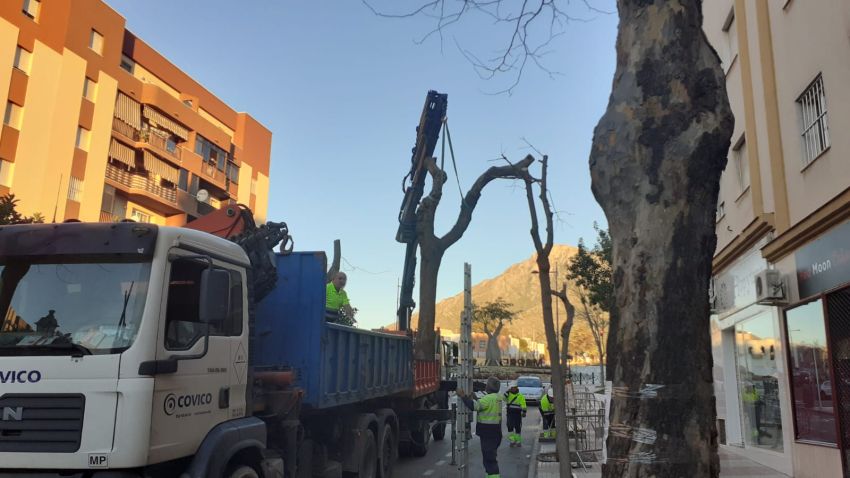 Denuncian las "talas salvajes" de arbolado urbano en Marbella - tala arboles trapiche ok Tala de árboles en la Avenida Trapiche.