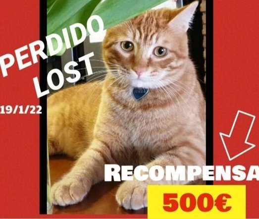 Ofrecen 500 € de recompensa por un gato perdido en Estepona - gato 1 Ofrecen 500 € de recompensa por un gato perdido en Estepona - gato 1