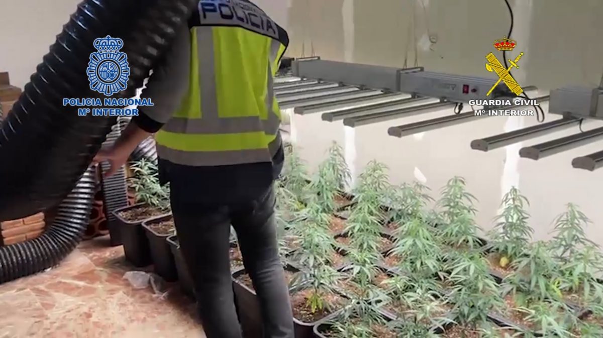 Desarticulada una red con plantaciones de marihuana en varios municipios de la provincia - Operacon Romina Desarticulada una red con plantaciones de marihuana en varios municipios de la provincia - Operacon Romina