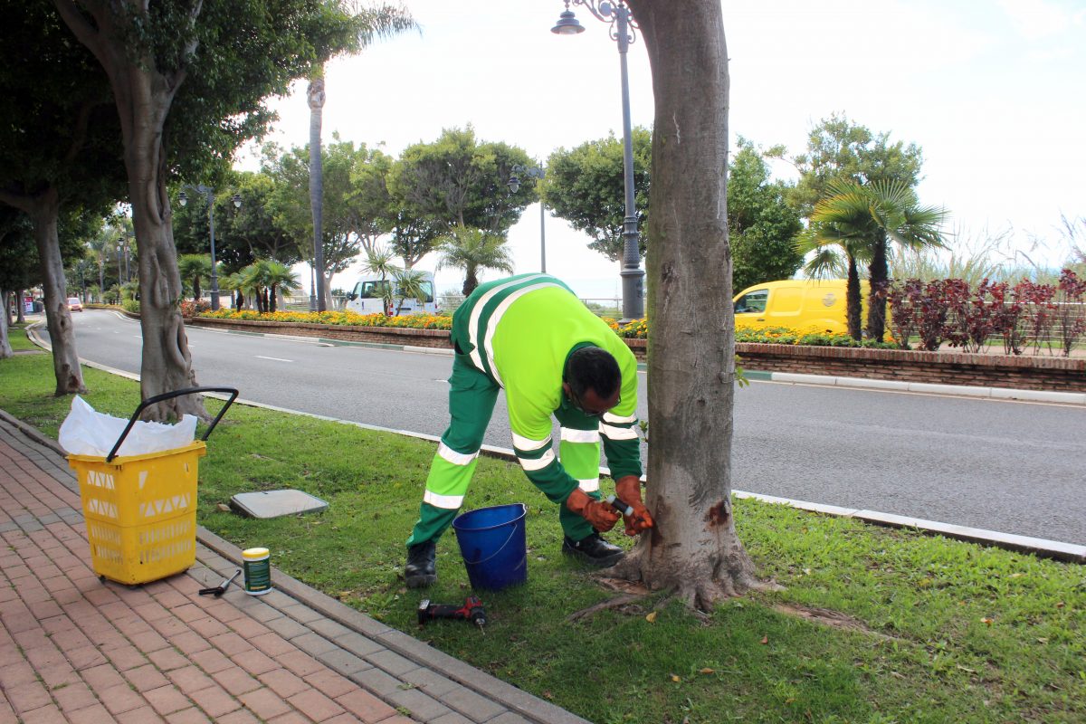Estepona aplica un tratamiento a más de medio millar de árboles para combatir la plaga de la psila - Foto tratamiento fitosanitario Aplicación del tratamiento antiplagas en los árboles de Estepona.